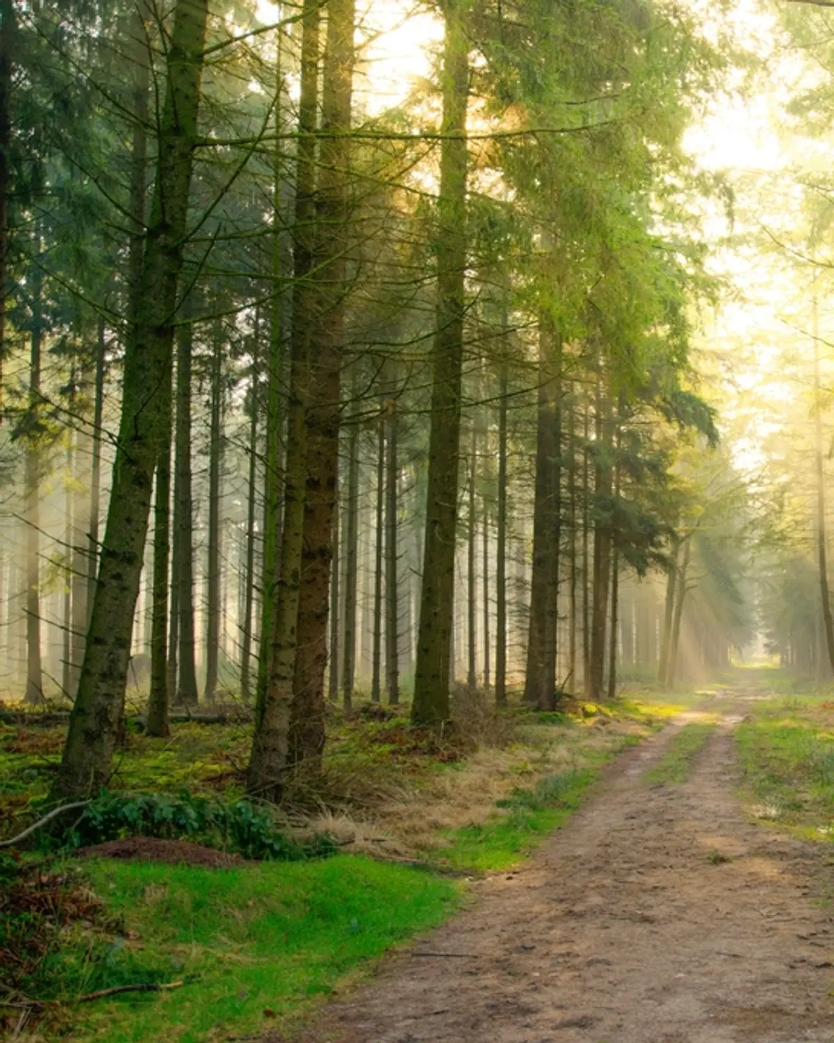Camino entre árboles con rayos de sol